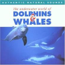 Dolphins and Whales